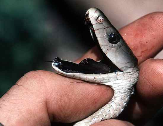 Veneno de uma das cobras mais mortais do mundo pode servir de analgésico,  diz pesquisa - BBC News Brasil