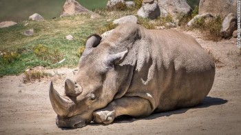 Morre um dos seis últimos rinocerontes brancos do mundo e espécie fica altamente ameaçada de extinção