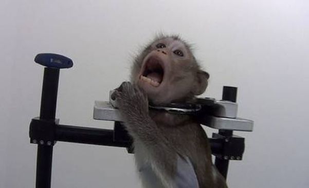 Macaco usado em experimentos na Alemanha Foto: Divulgação/Soko Tierschutz e Cruelty Free International