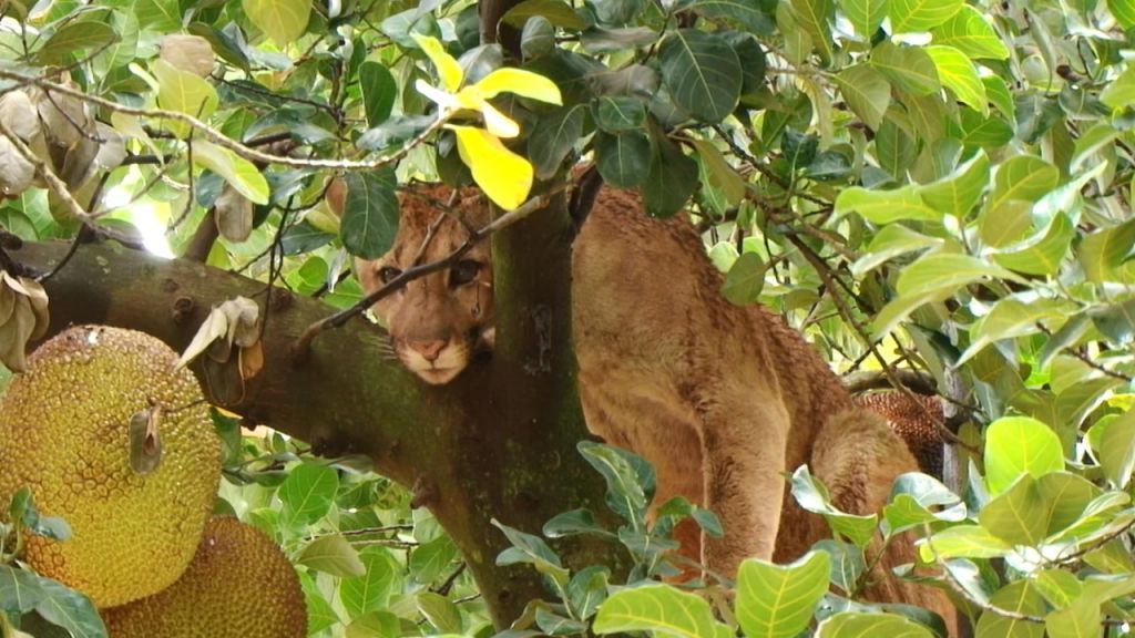 Onça-parda passou 24 horas acuada em pé de jaca na Vila Rosa, em Dourados (Foto: Adilson Domingos)