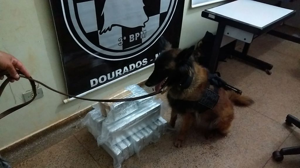 Cachorro ajudou a localizar a droga que estava na mala