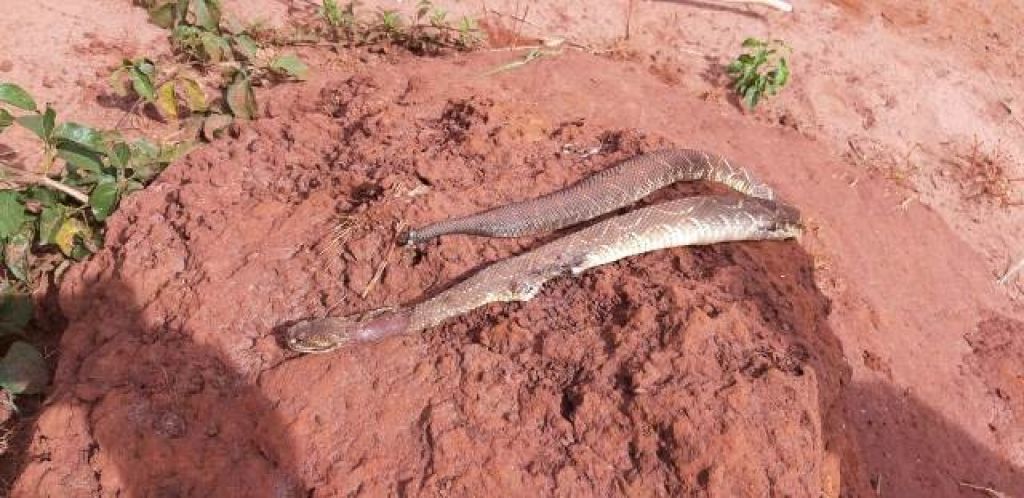 Cobra cascavel que picou a indígena Selma Sebastiana (Foto: Sargento Vanilton)