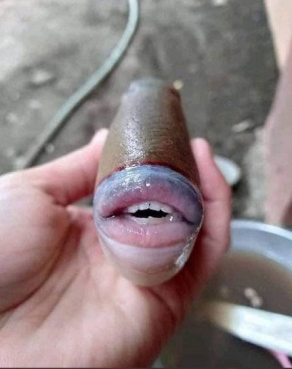Peixe com 'dentes humanos' e lábios 'turbinados' - Foto: Reprodução/Twiiter(@raff_nasir)