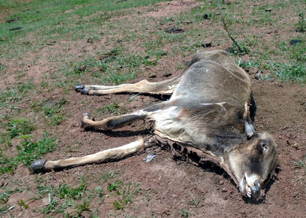 Vários animais foram encontrados mortos - Foto: PMA