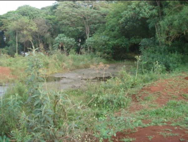 Uma das nascentes do córrego Paragem localizada no interior do Parque Paragem (Foto: Divulgação)