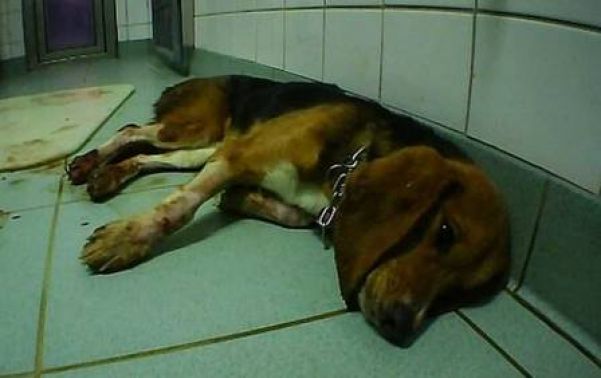 Beagle sangra após teste no LPT - Foto: Divulgação/Soko Tierschutz e Cruelty Free International