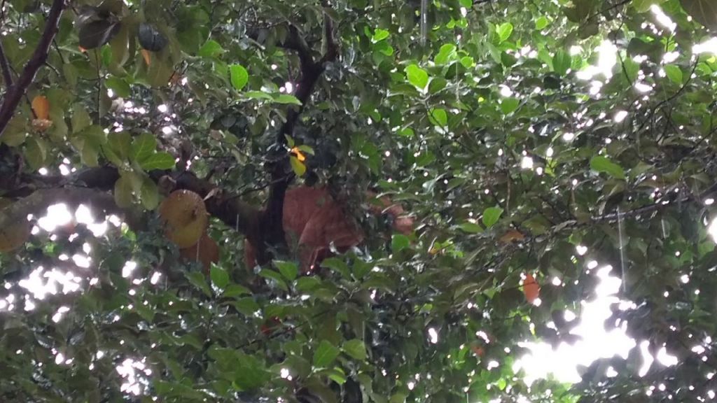 Animal foi encontrado sobre árvore na área urbana de Dourados (Fotos: Adilson Domingos)