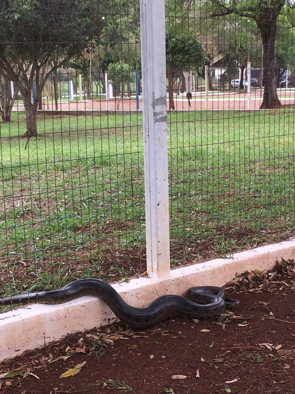 Sucuri encontrada nas proximidades do shopping foi capturada e devolvida à natureza (Foto: 94FM)