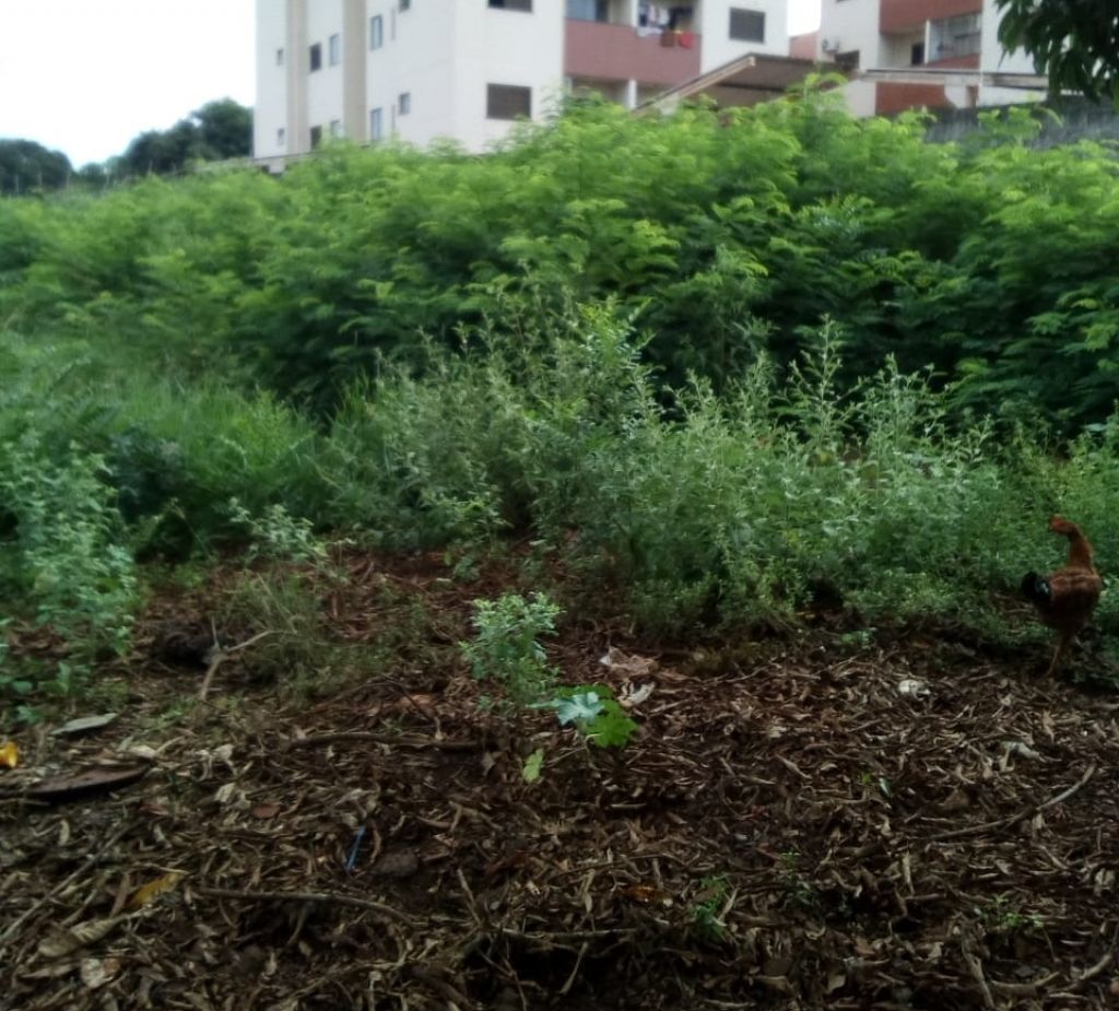 Mato alto no bairro Cohab II, em Dourados - Foto: divulgação/94FM