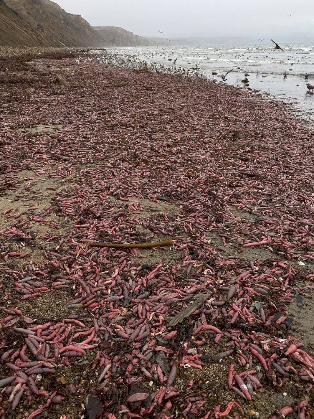 Com cerca de 25 centímetros, o animal pode viver até 25 anos se estiver em seu habitat. Foto/Reprodução