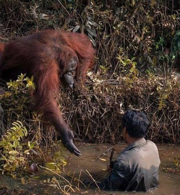 Orangotango estende a mão para 'salvar' homem em rio com cobras na Indonésia - Foto: Reprodução/Borneo Orangutan Survival Foundation/Anil Prabhakar