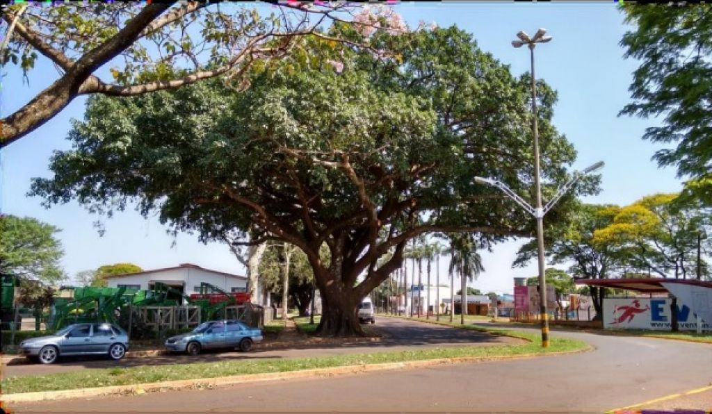 Figueira centenária foi tombada como patrimônio em 1984 e fica na Rua Aniz Rasselem, BR-463 no Jardim Tropical (Foto: Reprodução/Inventário Turístico)