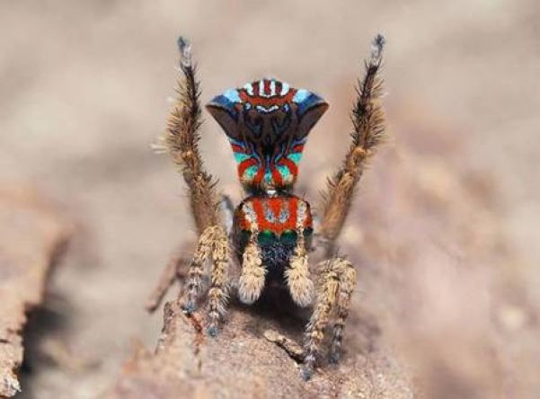 Espécie de aranha-pavão descoberta na Austrália - Foto: Reprodução/Instagram(joseph.schubert)