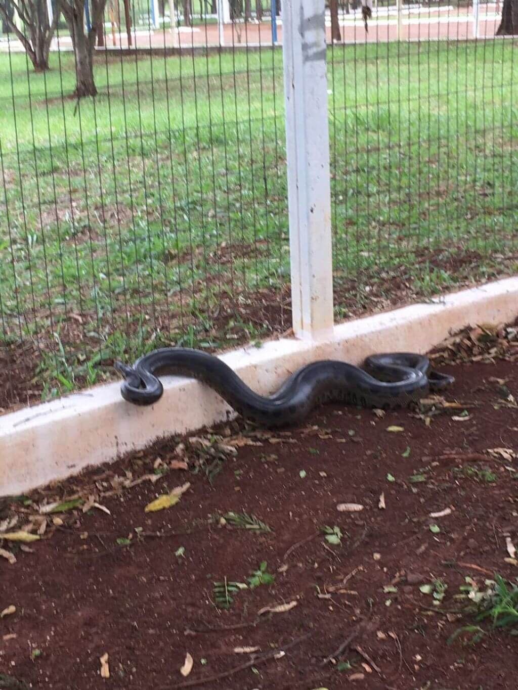 Sucuri foi flagrada em parque ao lado do shopping no dia 25 de setembro de 2018 (Foto: Arquivo/94FM)