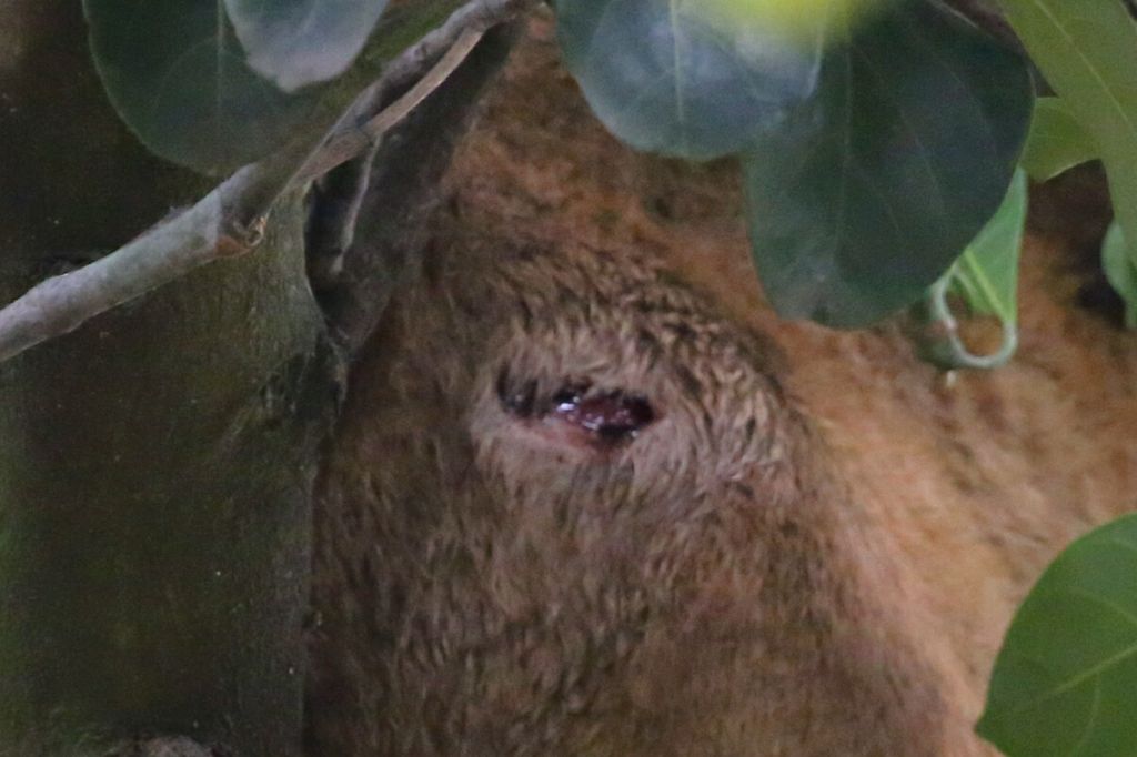 (Foto: Fran Mendes) Machucado na perna da onça