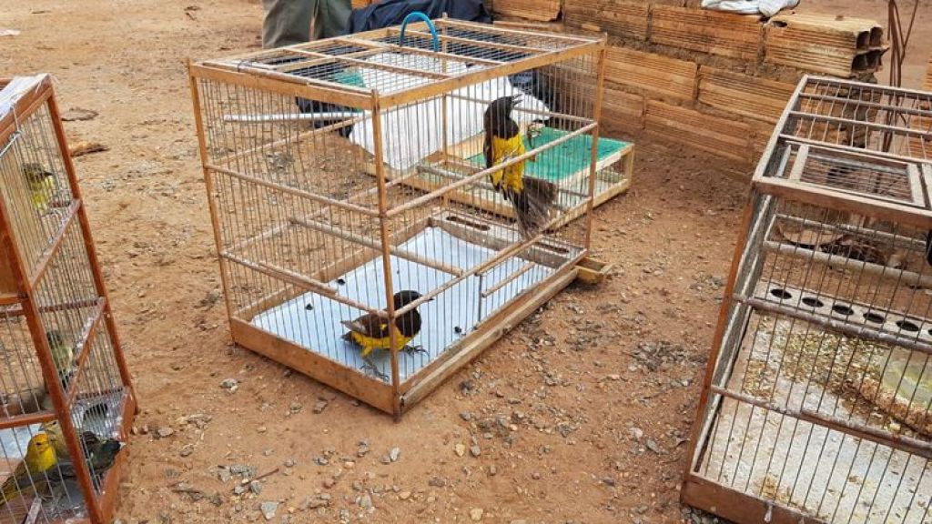 PF deflagra Operação Urutau 2 de combate ao tráfico de animais silvestres, em ação conjunta com o Ministério Público Federal, Secretaria Municipal do Meio Ambiente de São Paulo e Polícia Ambiental de São Paulo - Polícia Federal/divulgação