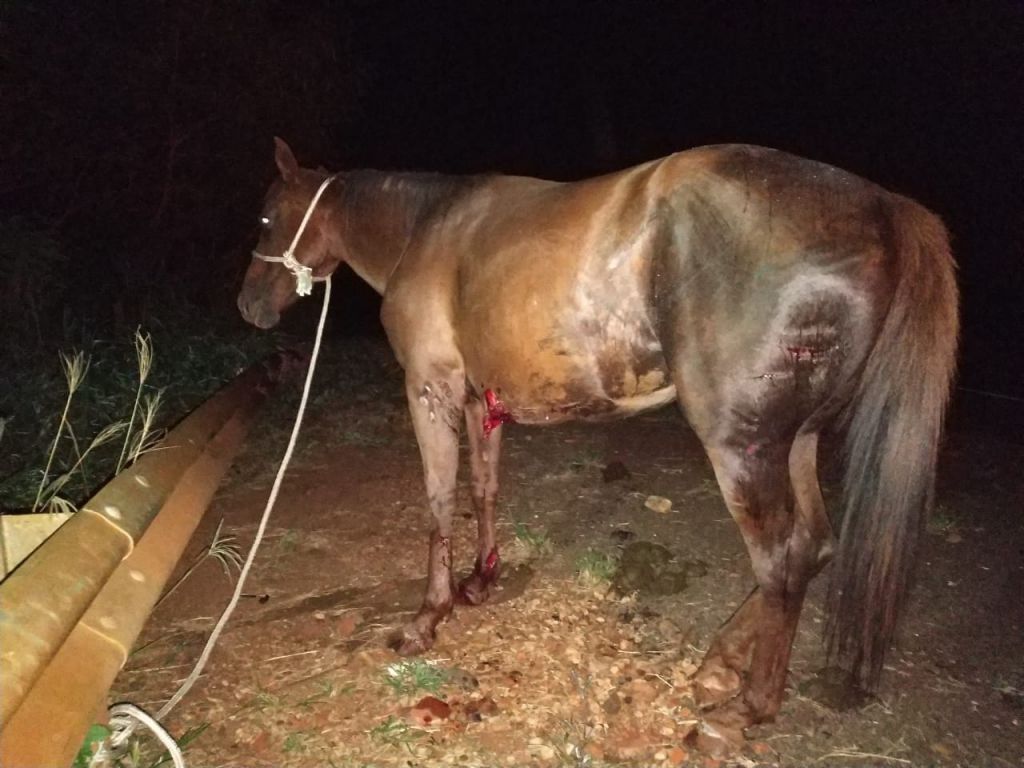 Cavalo que estava na pista na hora do acidente - Foto: Sidnei Bronka