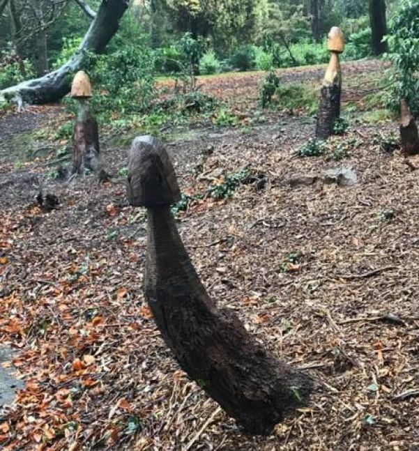 Árvores 'fálicas' em parque galês: removidas - Foto: Reprodução