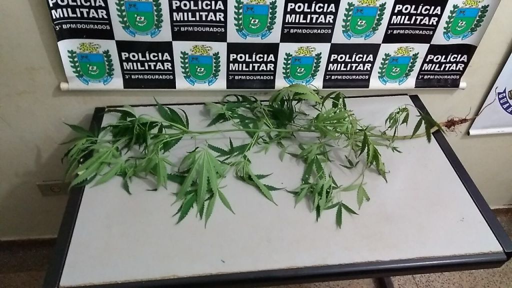 Pé de maconha apreendido pela PM; foto: Adilson Domingos 