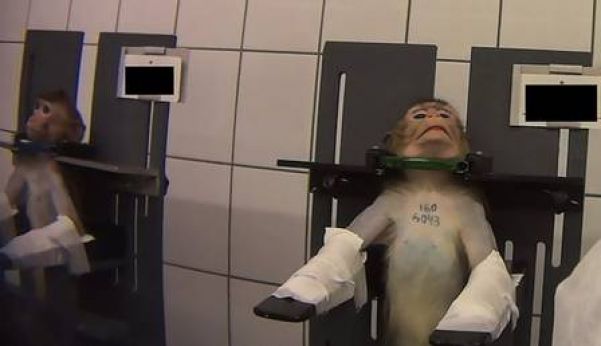 Macacos usados em experimentos na Alemanha - Foto: Divulgação/Soko Tierschutz e Cruelty Free International