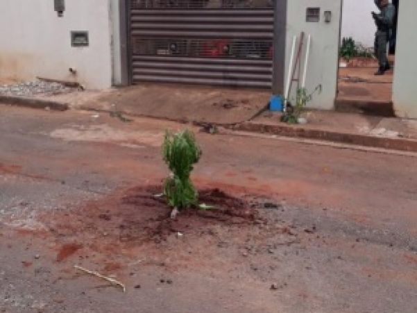 Durante a madrugada, rapaz quebrou asfalto e plantou uma árvore (Foto: divulgação/Polícia Militar)