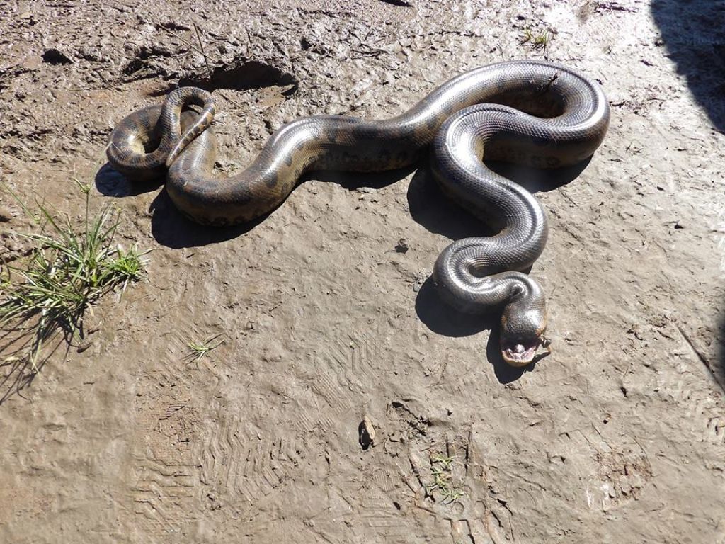 Sucuri foi encontrada morta com sinais de agressão no dia 10 de junho no Parque Arnulpho Fioravante (Foto: Reprodução/Facebook Eli Leite Vargas)