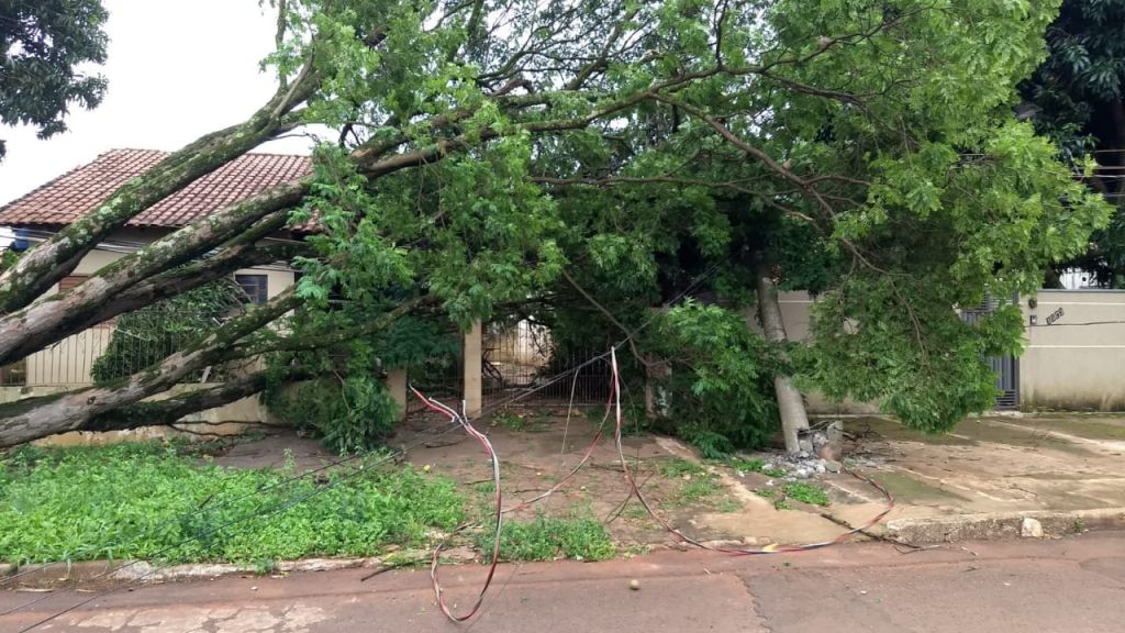 Árvore caída no Jardim São Pedro - Foto: divulgação