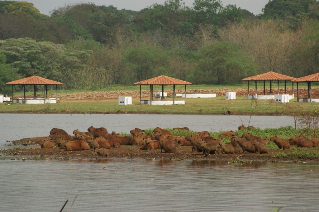 Parque Arnulpho Fioravanti é um potencial turístico abandonado, avalia Marçal  (Foto: Divulgação)