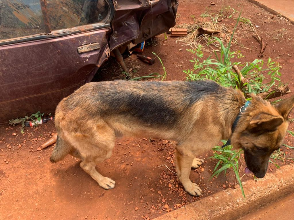 Cachorro estava desnutrido quando foi resgatado e agora será levado para instituição protetora de animais (Foto: Divulgação/PMA)