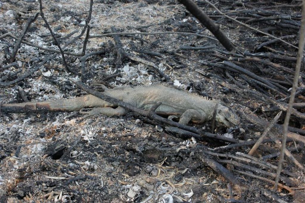 Bombeiros têm encontrado animais carbonizados na área atingida pelo fogo - Chico-Ribeiro/Governo de Mato Grosso do Sul