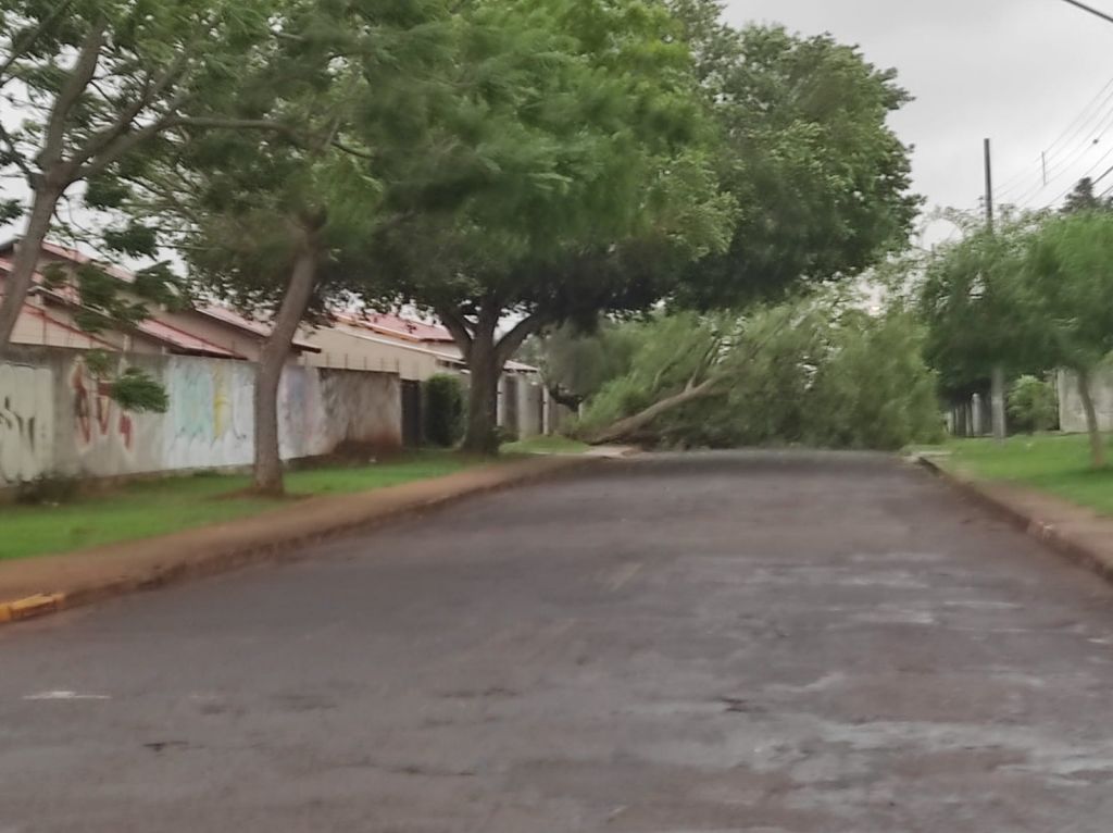 Árvore caída em rua na região do Parque Alvorada (Foto: André Bento)