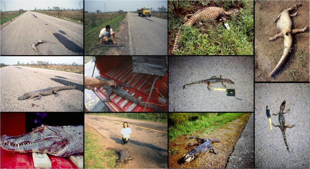 BR 262/MS: mais mortal do país, rodovia tem 3 mil atropelamentos/ano. Foto: Wagner Fisher (UFMS)