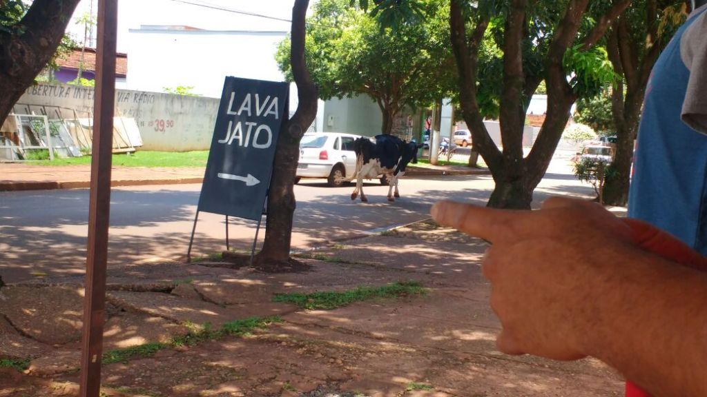 Vaca passeia tranquilamente pelas ruas de Dourados (Foto: Liandra Ogawa)