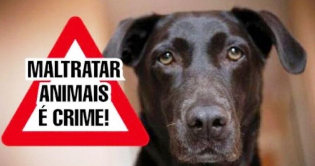 É Crime agredir ou matar um animal indefeso!