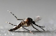 Mosquito Aedes Aegypti é alvo de campanha em todo país para combater dengue, chikungunya e zika (Foto: Paulo Whitaker/Reuters)