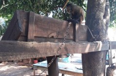 PMA autua dono de sítio por manter macaco-prego ilegalmente em cativeiro (Foto: reprodução/Midiamax)