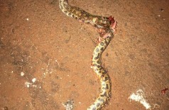 Cobra descrita por douradense como uma jararaca foi encontrada no bairro Monte Carlo (Foto: Reprodução)