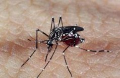 Aedes aegypti é o mosquito transmissor da dengue (Foto: Arquivo Agência Brasil)