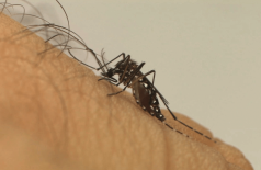Zica vírus é transmitido pela picada do mosquito Aedes aegipty (Foto: Divulgação Friocruz)