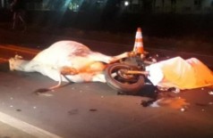 Motociclista e animal morreram no local do acidente. (Foto: Direto das Ruas)