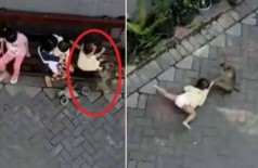 Macaco tenta 'sequestrar' menina na Indonésia; vídeo