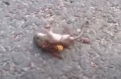 Vespa gigante ataca rato - Foto: Reprodução/YouTube