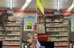 Lagarto invade supermercado na Tailândia (Foto: Reprodução/Twitter)