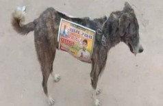 Cão tem propaganda de político colada ao corpo na Índia - Foto: Reprodução