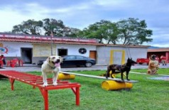 Cães reforçam atuação do Corpo de Bombeiros em Mato Grosso do Sul