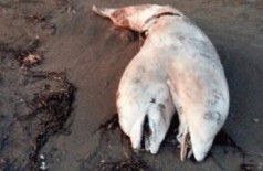 Carcaça de golfinho de duas cabeças é encontrada em praia na Turquia