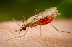 Estudo busca ampliar eficácia de inseticidas contra a malária