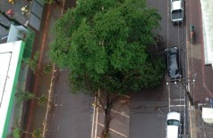 Árvore caiu na Avenida Weimar Gonçalves Torres neste sábado (94 FM)