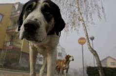 Três quartos dos cães do mundo não têm um lar, diz estudo
