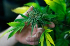 Anvisa aprova registro de remédio à base de Cannabis pela 1ª vez no Brasil